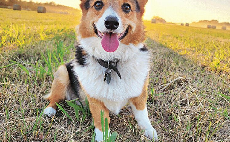 Case, a 4-year-old corgi from Vermilion Parish, is winner of the AFBF People’s Choice Pup social media contest. (Submitted photo)