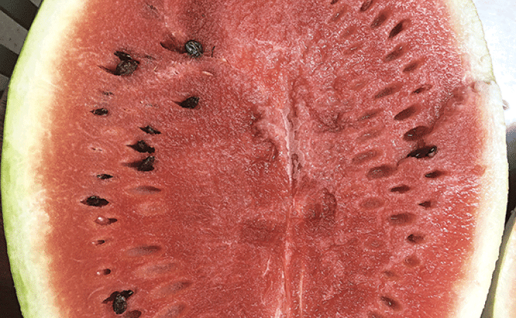 The Red-N-Sweet watermelon has dark red, sweet flesh. It was the last watermelon released from the Calhoun Research Station. Photo by Kerry D. Heafner