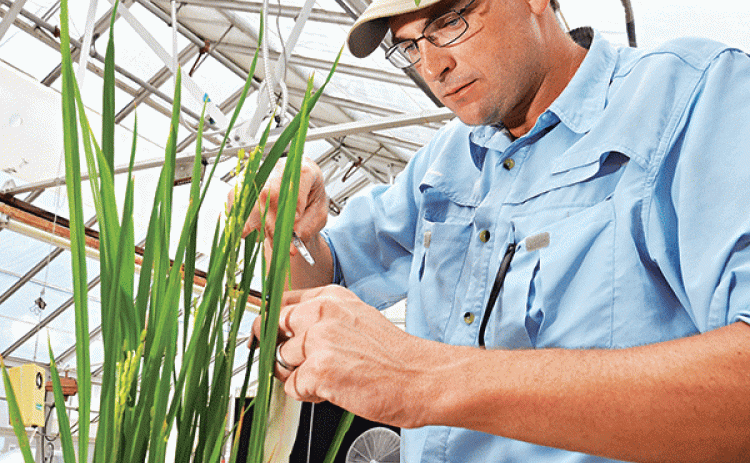 LSU AgCenter rice breeder Adam Famoso working in a greenhouse at the H. Rouse Caffey Rice Research Station. Famoso was recently named director of the station. (LSU AgCenter file photo)