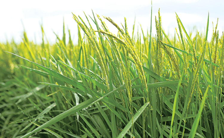Rice acres are expected to stay about the same in 2025. (LSU AgCenter file photo)