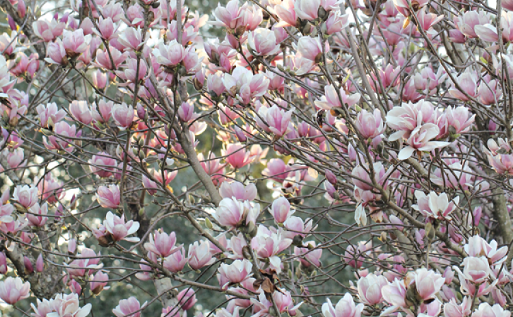A Japanese magnolia blooms in a display that suggests spring is starting. However, the blooms this year are greeted with temperatures in the 20s. In 2021, the blooms were greeted with an icy storm in February. (Photo by Harlan Kirgan)