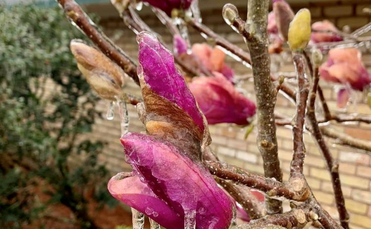 Icy blooms. (LSU AgCenter photo)