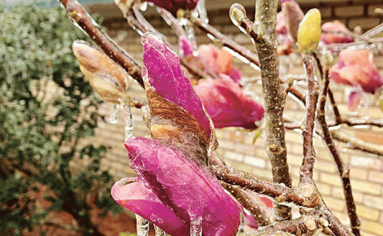 Frozen blooms of Japanese magnolias will become mushy when ice thaws. (LSU AgCenter file photo)