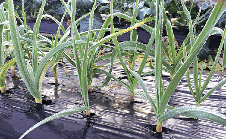 Garlic is perhaps one of the most frequently used herbs in cooking. It grows well in Louisiana. (Photo by Kiki Fontenot/LSU AgCenter)