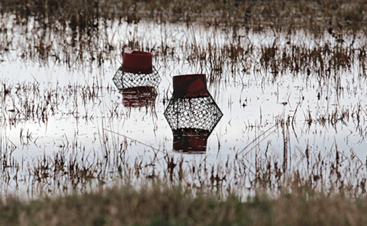 Crawfish traps in a pond east of Eunice are likely empty according to an LSU AgCenter expert. The crawfish season is off to a late start and even when it does arrive the supply is forecast to be low in comparison to most years. (Photo by Harlan Kirgan)