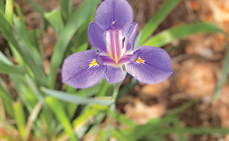 Louisiana iris makes a great plant selection for wet areas. (Photo by Heather Kirk-Ballard/LSU AgCenter)