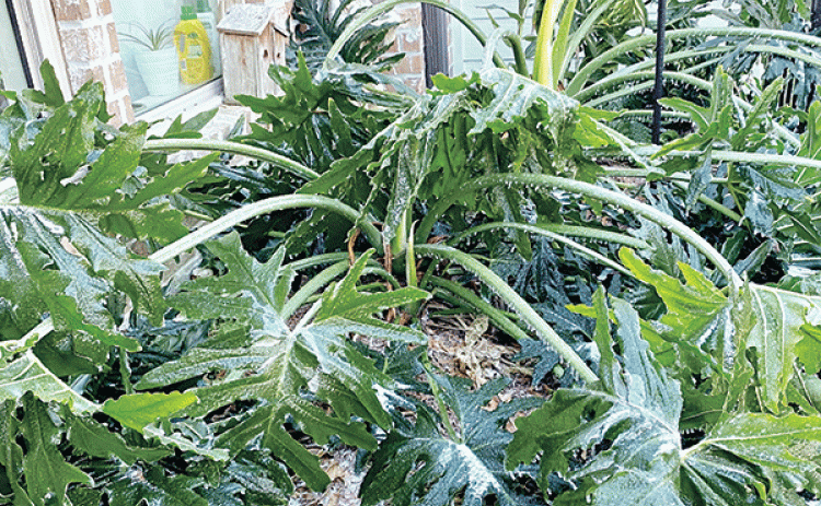 Sensitive plants such as tropical plants will suffer from freezing temperatures. Wait to prune until the spring when all danger of freezing has passed.