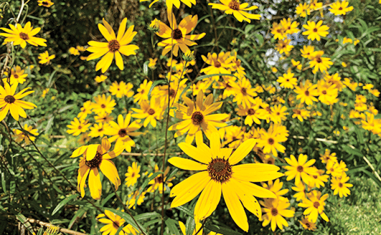 Gardening trends include planting to save the planet. Gardeners can plant fast-growing native trees, native grasses and herbaceous perennials. (Photo by Anna Ribbeck/LSU AgCenter)