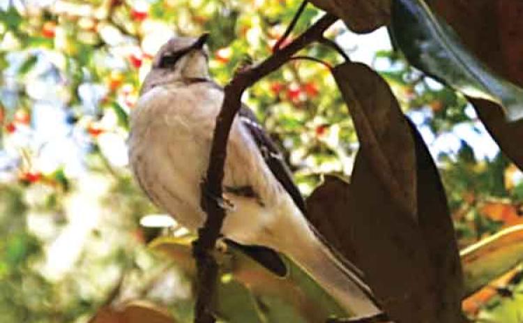 Bird eats fruit from an Arrowwood viburnum tree.