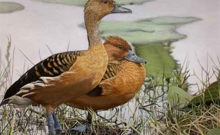 The winning 2022 Louisiana Duck Stamp by Louisiana’s Elaine Erikson.