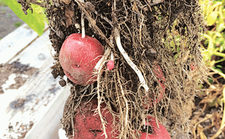 Potatoes can be harvested by digging carefully around the roots and gently pulling the plants from the soil. (Photo by Kathryn Fontenot/LSU AgCenter)