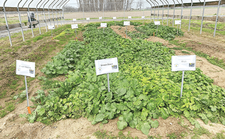 Cover crops are used to renew soil health by adding organic matter back to the soil to improve the overall soil structure. (Photos by Heather Kirk-Ballard/LSU AgCenter)