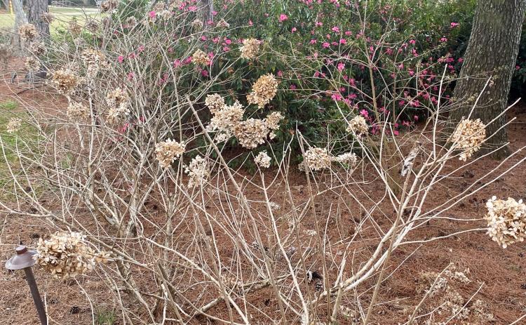 Summer-blooming shrubs such as panicle hydrangeas and those that bloom on new wood growth can be cut back this time of year to tidy up the lawn before they put on new growth.  (Photo by Heather Kirk-Ballard/LSU AgCenter)