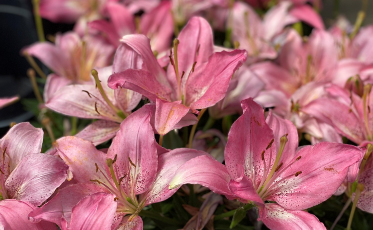 The lily was named plant of the year by the National Garden Bureau. They make great cut flowers, and they grow well in the garden. (Photo by Heather Kirk-Ballard/LSU AgCenter)