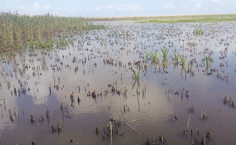 Dead roseau cane stems. (Photo by Rodrigo Diaz/LSU AgCenter)