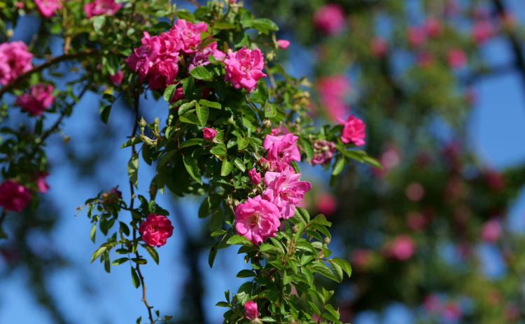 Peggy Martin roses at Peggy Martin’s house. Photo provided by Pierre Bouchee and Jan Pesses, of the St. Tammany Parish Master Gardeners Association
