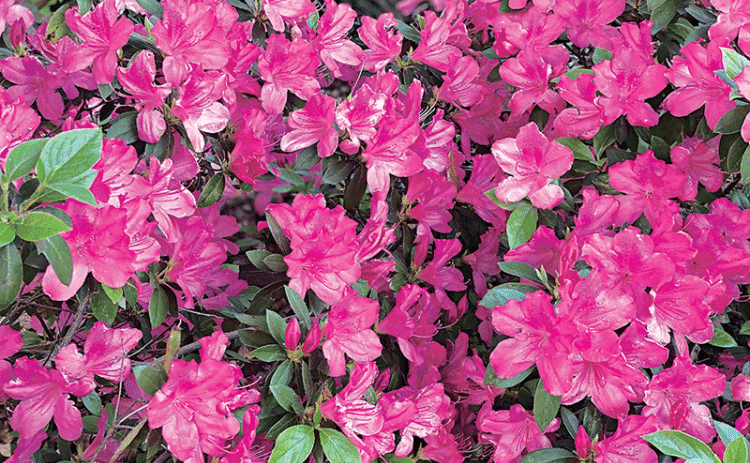 Brightly colored flowers are a gorgeous sight in the landscape. (Photo by Heather Kirk-Ballard/LSU AgCenter)