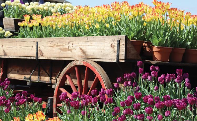 A photo of tulips shot by Anna Poe is the primary photo for March in the 2022 LSU AgCenter Get It Growing calendar. Tulips are some of the most popular flowers of spring. They are highly prized as cut flowers. There are numerous cultivars and varieties, and they have been important throughout history. (Photo by Anna Poe)