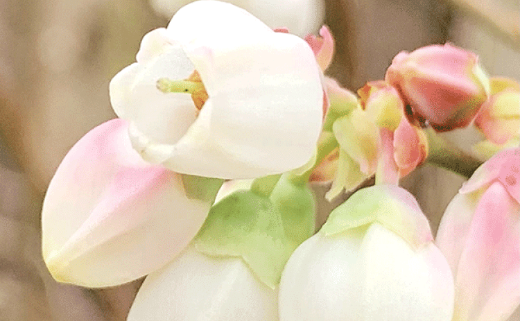Rabbiteye blueberry is ideal for Louisiana landscapes, valued for both its fruit and ornamental qualities. (LSU AgCenter file photo)