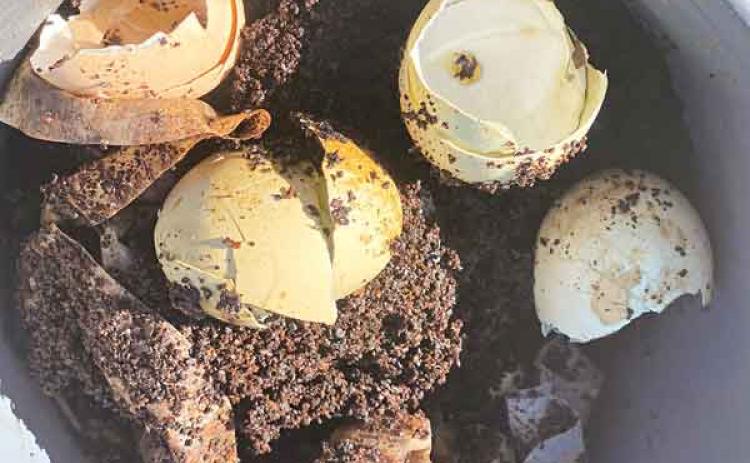 Coffee grounds and eggshells are excellent kitchen scraps to compost for use in the garden. (Photo by Heather Kirk-Ballard/LSU AgCenter)