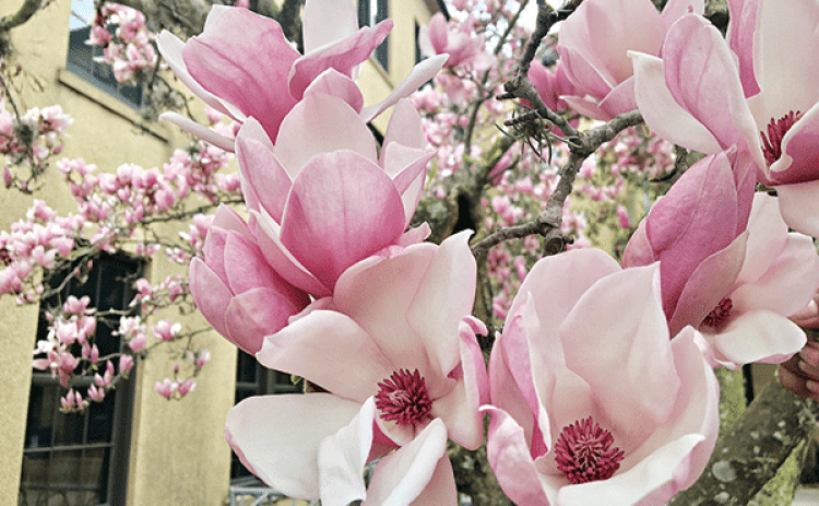 Japanese magnolia flowers are extremely fragrant and make gorgeous cut flowers to bring in, arrange and enjoy. (Photo by Heather Kirk-Ballard/LSU AgCenter)