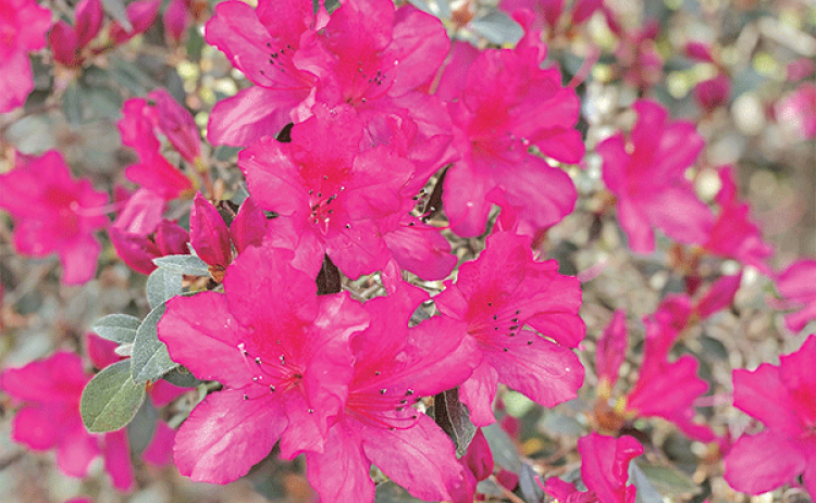 Evergreen azaleas are an iconic flowering shrub in the southeastern United States. (Photos by Heather Kirk-Ballard/LSU AgCenter)