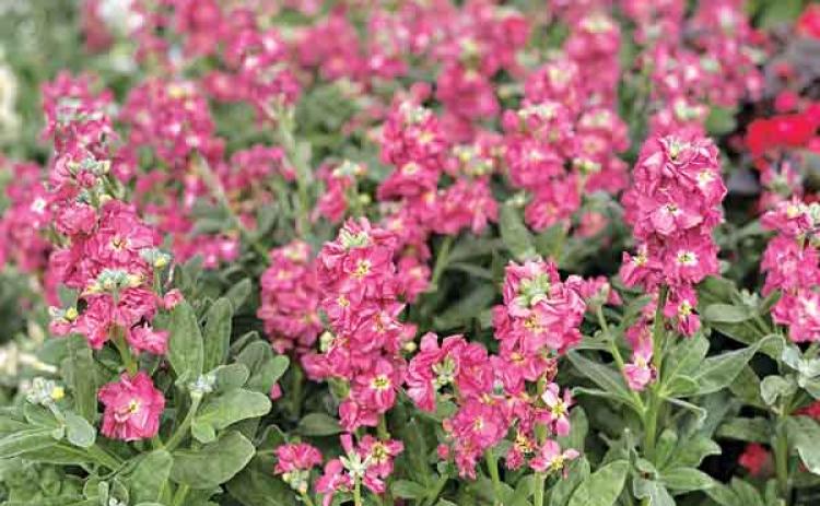 Stock is a fragrant cottage flower commonly used in flower arrangements for their gorgeous blooms and clove-like scent. (Photo by Heather Kirk-Ballard/LSU AgCenter)