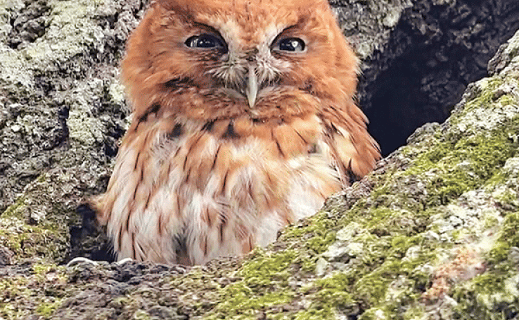 A baby owl, trapped inside a column that supports a back patio roof at Lyle and Megan Guidry’s home in Iota, is shown above after being freed. Guidry rescued the owl by jacking up the roof and placing some temporary posts to support the roof. Then he removed the column. After the owl was rescued, it was placed in a hole inside a live oak tree in their backyard.  (Submitted photos)