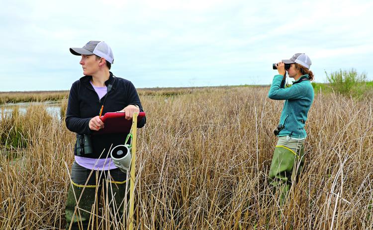 Leah Moran and Aylett Lipford, graduate students in the LSU School of Renewable Natural Resources, tag a purple gallinule with a GPS tracker to monitor its movement. Photo provided by Aylett Lipford.