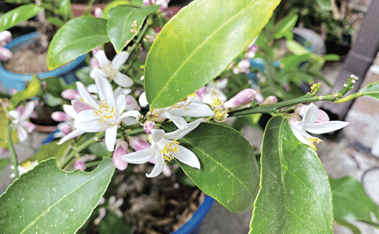 Citrus plants offer a crisp, refreshing top note, injecting a burst of energy into scents. (Photos by Heather Kirk-Ballard/LSU AgCenter)