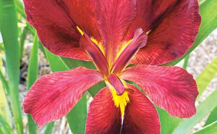 The Boiled Crawfish Louisiana iris is a gorgeous burgundy and yellow selection. (Photo by Ashley Edwards/LSU AgCenter )