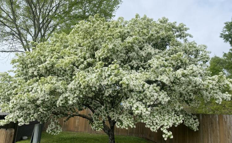 Both Chinese and American fringe trees are stunning in the landscape and are great small-to-medium-sized trees that fit well in urban settings. (Photo by Heather Kirk-Ballard/LSU AgCenter)