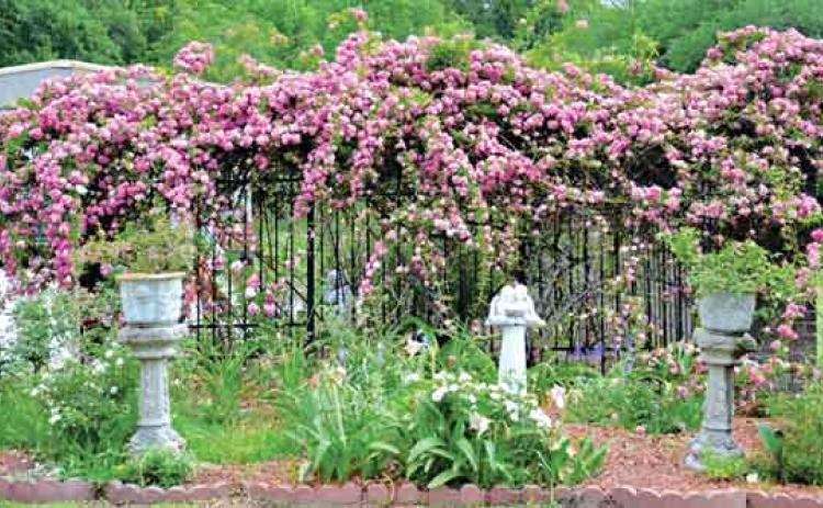 Peggy Martin roses at Peggy Martin’s house. (Photo provided by Pierre Bouchee and Jan Pesses/St. Tammany Parish Master Gardeners Association)