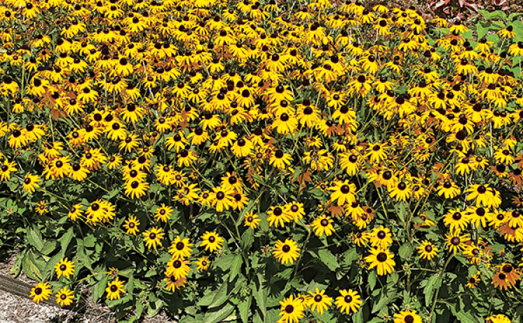 Perennials are low maintenance and cost effective because they come back year after year.