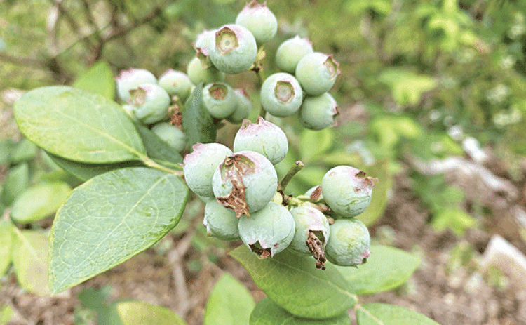 Southern highbush blueberries, needing fewer chill hours, are ideal for mild winters and bear fruit earlier in the season. Photo by Heather Kirk-Ballard/LSU AgCenter