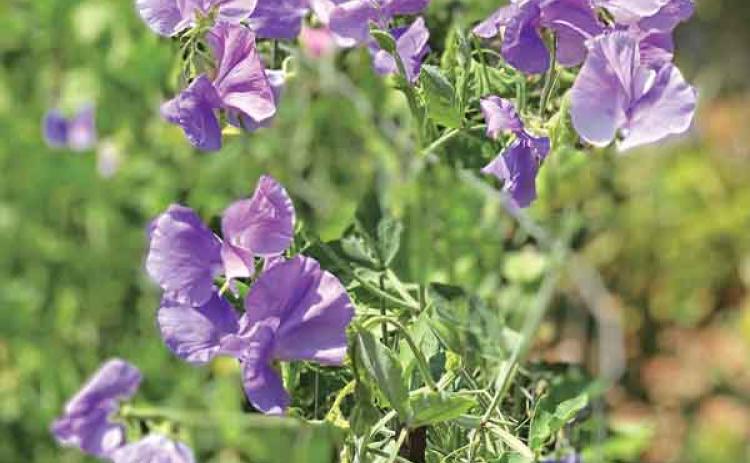 Sweet pea is a cool-season annual that blooms in spring. (Photo by Heather Kirk-Ballard/LSU AgCenter)