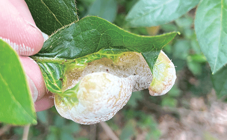The white powdery substance contains the spores that infect next year’s plants if left on the ground. Be sure to rake up and remove all infected leaves and dispose of them in trash bags in the trash. (Photo by Hampton Grunewald/LSU AgCenter)
