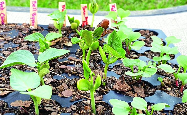 Right now is a great time to get those vegetable gardens growing. (Photo by Heather Kirk-Ballard/LSU AgCenter)