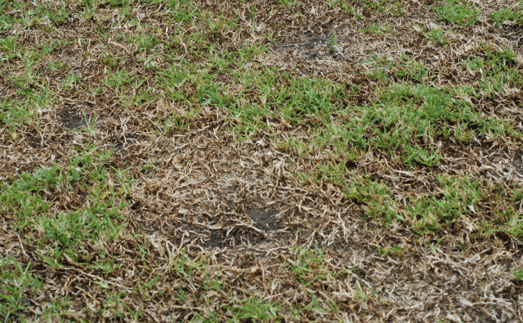 Take-all patch can cause large, irregularly shaped areas of turf to die and patches of bare ground to appear. Photo by Raj Singh/LSU AgCenter 