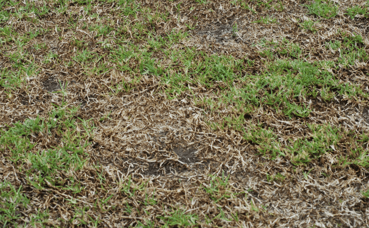 Take-all patch can cause large, irregularly shaped areas of turf to die and patches of bare ground to appear. Photo by Raj Singh/LSU AgCenter