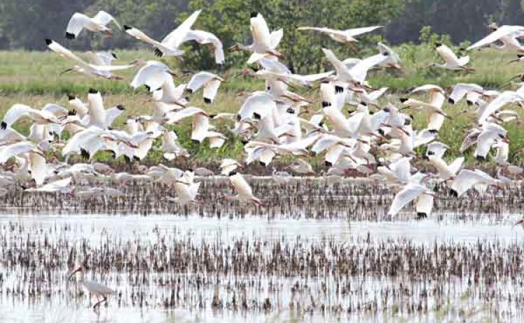 Hundreds of feeding birds took flight over a crawfish pond east of Eunice on Thursday after being disturbed by a passing truck. The birds appeared to be American White Ibis. (Photo by Harlan Kirgan)