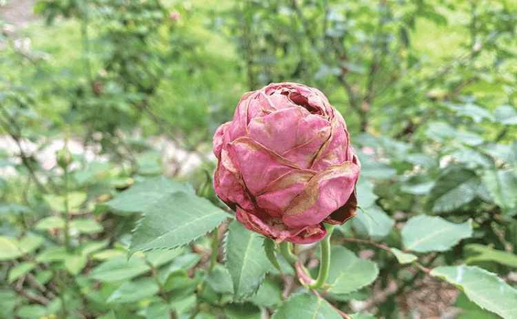 Thrips are tiny insects that can be difficult to spot with the naked eye. This rose has been damaged by thrips. (Photos by Heather Kirk-Ballard/LSU AgCenter)