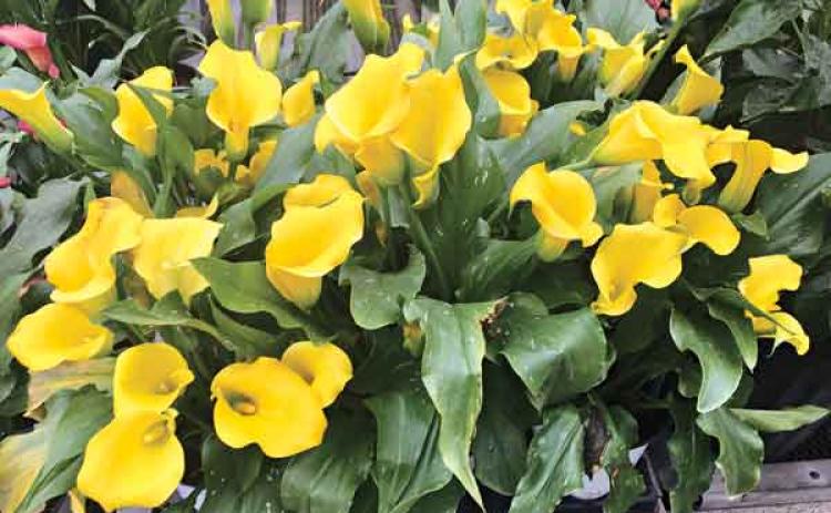 Although commonly called a lily, callas are not a true lily. (Photo by Heather Kirk-Ballard/LSU AgCenter)