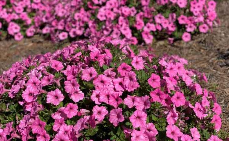 Supertunia Vista Bubblegum is an excellent landscape bedding plant that tolerates the heat. (Photo by Heather Kirk-Ballard/LSU AgCenter)
