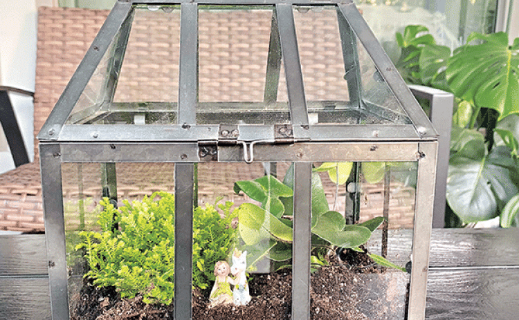 Wardian cases were used in the Victorian Age to protect plants during long-distance travel. (Photo by Heather Kirk-Ballard/LSU AgCenter)