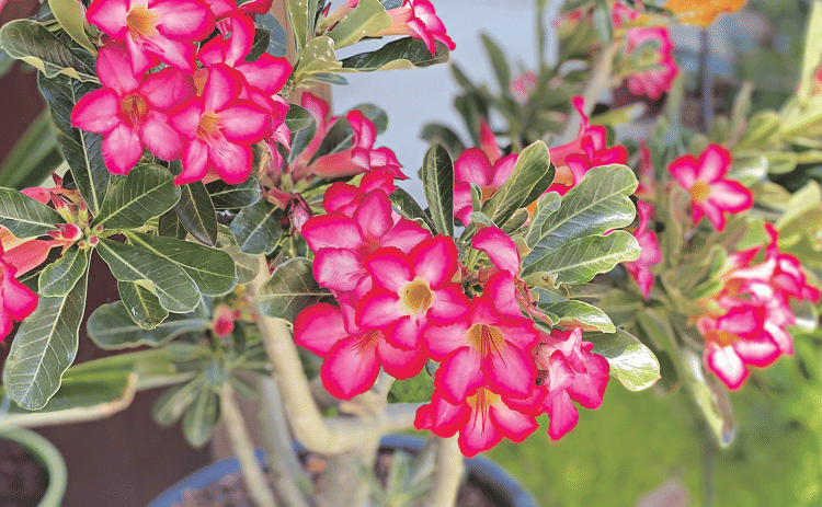 Honor your mother by planting something in the garden that reminds you of her. These are desert roses. (Photos by Heather Kirk-Ballard/LSU AgCenter)