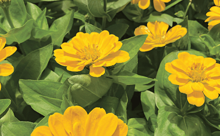 Large flower heads on tall stalks make zinnias excellent cut flower selections