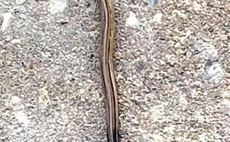 A hammerhead worm discovered by a Denham Springs homeowner. Photo provided.