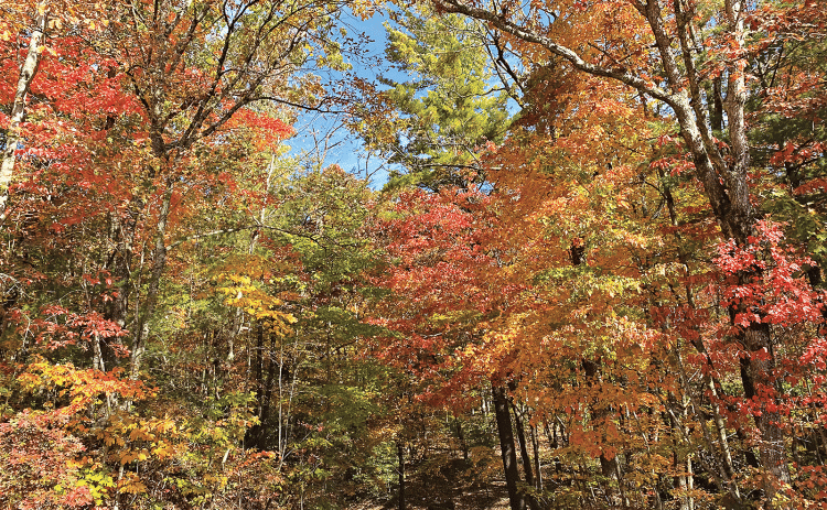 Trees help absorb water during heavy rain events and help reduce flooding.