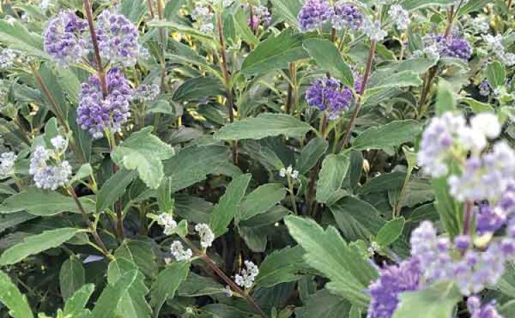 Beyond Midnight bluebeard has dark, glossy foliage and deep blue flowers. (Photo provided by Elena Fennell)